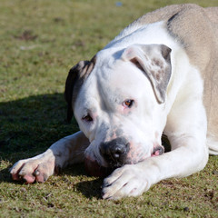 Mastiff dog chewing ball