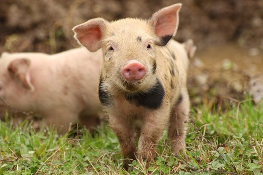 Cute piglet in the grass