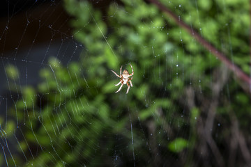 Spider on spider web after rain.