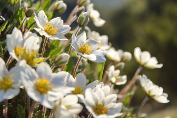 white dryas on the begining of day