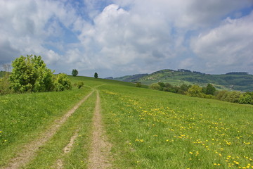 Fototapeta na wymiar path in the summer meadow