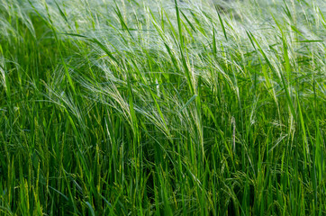 Obraz premium Rice field