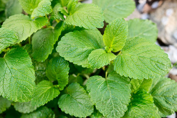 lemon balm