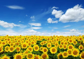 Zelfklevend Fotobehang zonnebloemen veld © Alekss