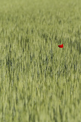 Lone poppy in wheat field