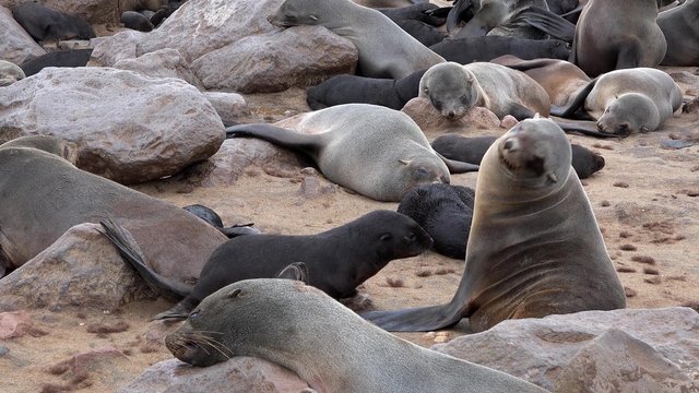 Fur Seal (Arctocephalus Pusillus) at Cape Cross