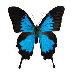 Blue butterfly