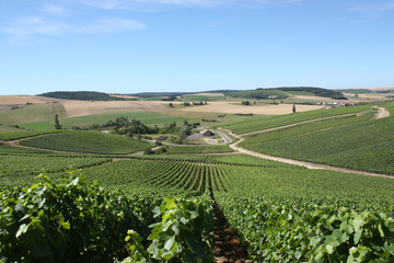 Vue sur les vignes