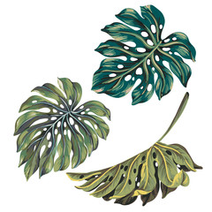 set of 3 single vector monstera leaves in autumn colors.
- 85241177