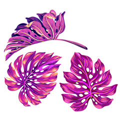 set of 3 tropical leaves in vibrant pinks. very detailed vector illustration of island plants. - 85241189