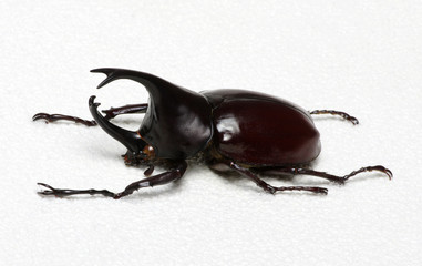 beetle