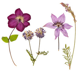 Set of wild dry pressed flowers and leaves - 85241913