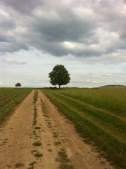 Obraz premium Baum mit Wolken
