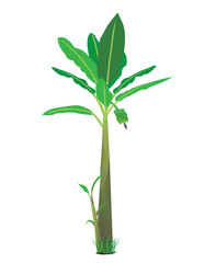 banana plant vector design