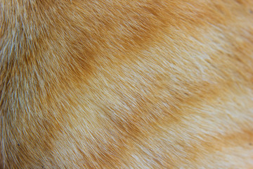 Close-up cat fur texture background