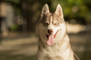 Dog. Portrait on the lawn in the urban environment. Portrait of Siberian Husky