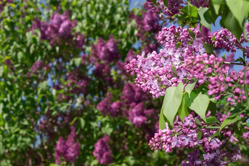 Lilac selective focus