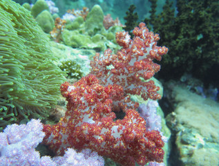 closed up soft coral in north Andaman, Thailand