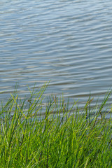 Green nature purity grass on the river bank