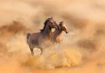 horses