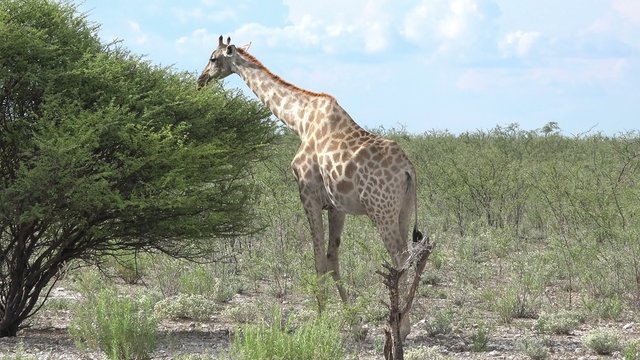 Group of Giraffes (in Etosha National Park, 4K UHD footage)
