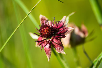 Comarum palustre