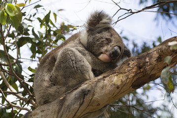 Australia, Zoology