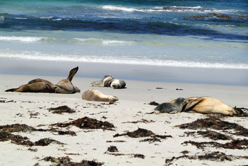 Australia, SA, Kangaroo Island,