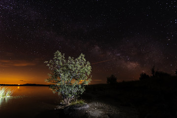 Milky Way and tree