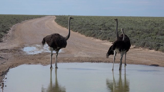 Group of Ostriches (Struthio Camelus)