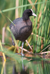 Eurasian coot