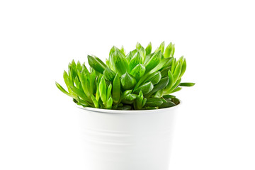 Haworthia succulent plant in white pot on white background with shadow