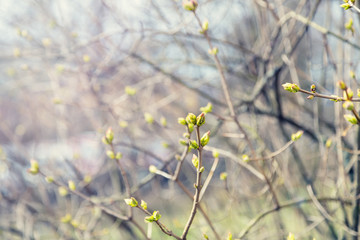 Green leaves with sunlight, selective focus (very shallow depth of field)