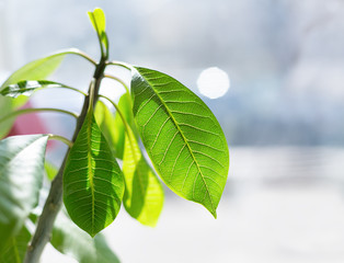 close up of green plumeria leaf, selective focus and sun backlight