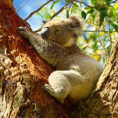 Koalas along Great Ocean Road, Victoria, Australia © Alvov