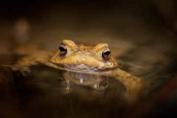 crapaud commun tête batracien