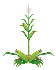 corn plant vector design