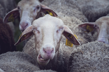 Portrait de brebis en train de manger