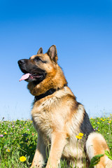 German Shepherd dog.