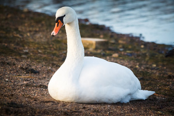 Swan resting on the shore in Helsinki, Finland