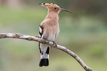 Hoopoe portrait/Hoopoe