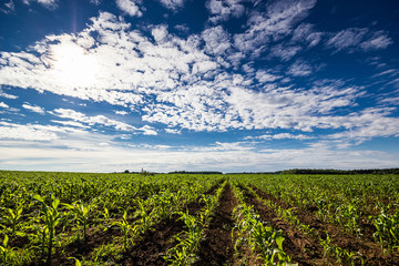 Зеленое кукурузное поле: молодые всходы 