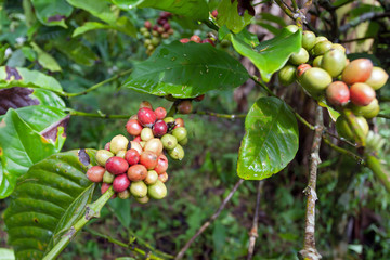 Coffee tree with ripe berries on farm, Java island