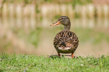 Anatra sul prato