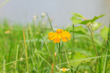 Zinnia elegans in field