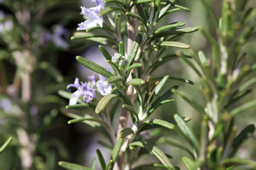Rosemary