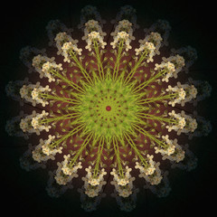 Obraz na płótnie Canvas Flower Mandala with dark background. Ornamental round floral Pattern.