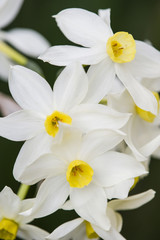 Yellow and white daffodil flowers