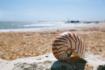 nautilus shell on peblle beach