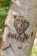 heart carved on a tree trunk